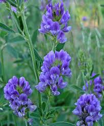 Image result for Medicago sativa