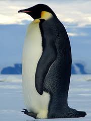 Now, how might you better deal with the ants? Printable Factsheet Penguin Emperor Young People S Trust For The Environment