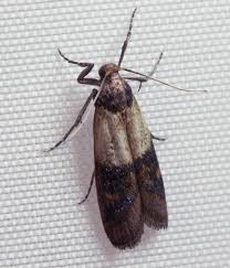 indianmeal moth wikipedia
