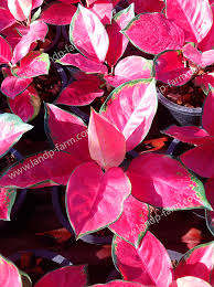 Welcome To L P Farm King Of Euphorbia Milii