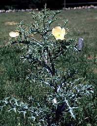 Image result for Argemone mexicana