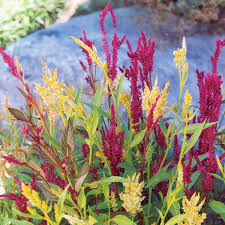 Image result for Celosia pandurata