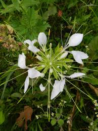 Image result for Cleome houtteana