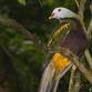 Summer Bird Survey - Mary Cairncross Scenic Reserve event image