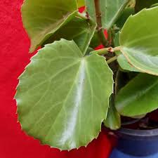 Image result for Cissus rotundifolia