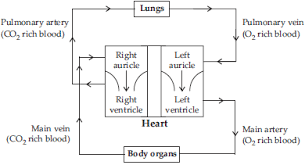 The diagram of heart is beneficial for class 10 and 12 and is frequently. Ncert Solutions For Class 7 Science Chapter 11 Transportation In Animals And Plants