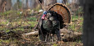 Turkey launches probe into cryptocurrency platform thodex. Turkey Season Is Almost Here So Remember Your Safety And Common Sense