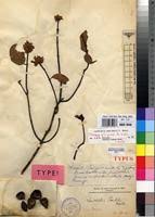 Image result for Landolphia landolphioides