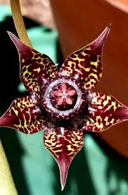 Image result for Duvalia polita