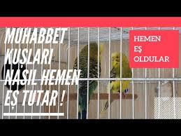 Konusan Muhabbet Kusu Sakir Baba Oluyor Muhabbet Kuslari Uretim Sureci Youtube