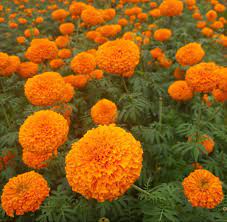 Marigold Flowers Marigold Flower Flowers Online Wholesale Flowers