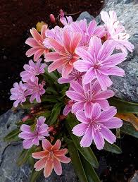 Check spelling or type a new query. Pin On Plants