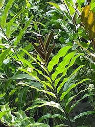 Image result for Acrostichum aureum