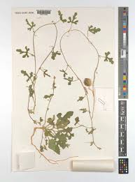 Image result for Cucumis prophetarum