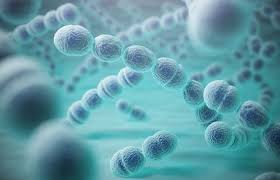 Image result for Streptococcus