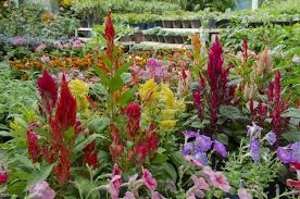 This guide to the best fall flowers for pots and containers will help you create a beautiful autumn landscape that will. Best 34 Fall Flowers 2021 Plants For An Autumn Garden
