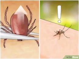 Piqûre de moustique qui gonfle et chauffe. 4 Manieres De Arreter Les Demangeaisons Provoquees Par Les Piqures D Insectes