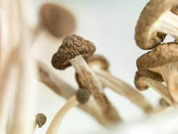 The latter two nicknames, as well as dimple tops and cone heads, are common terms applied to copelandia cyanescens in the hawaiian. The Fda Is Fast Tracking A Second Psilocybin Drug To Treat Depression