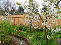 Pin On Backyard Orchard Culture