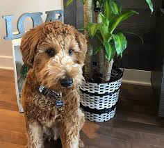 5 Doodle Breeds You Need To Get On Your Radar Asap