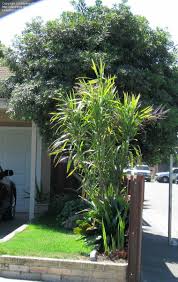Image result for Cordyline stricta