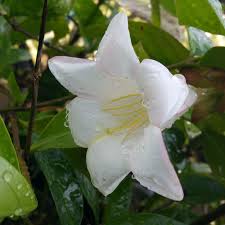 Image result for Limosella grandiflora