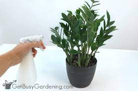 How To Get Rid Of Bugs On Houseplants Bug Spray For Plants Plant Pests Plant Bugs