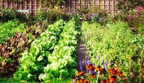 Market Dreams In 2020 Vegetable Garden Planner Garden Layout Vegetable Vegetable Garden Design