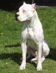 We did not find results for: Dogo Argentino Dogs And Puppies Wiki Fandom