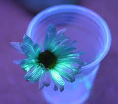 Glow in the dark luminous particle sand wishing bottle diy flurescent material. Flower Science Experiment For Kids Diy Glowing Flowers