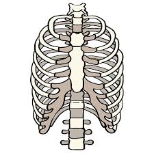 Vector art, clipart and stock vectors. How To Draw A Rib Cage Really Easy Drawing Tutorial