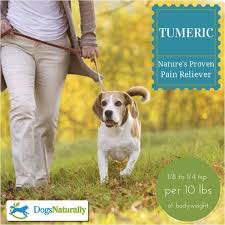 Why Dogs Need Turmeric Dog Skin Problem Dog Walking Pets