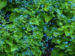 I hear all the time, nothing but moss will grow in the dark corner of my yard or i have a beautiful shade flowering maples (like the one seen above) are grown as houseplants here in ohio. Perennial Flowers For Shade Gardens