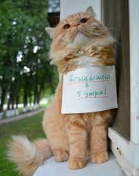 fotografiya smeshnye fotografii koshek koshachi citaty smeshnye detskie kartinki