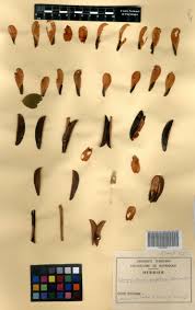 Image result for Campylostemon angolense