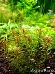 Image result for Lagarosiphon major