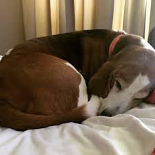 $17.00* per session, large dogs: Vcahospitals Reviews 16 Reviews Of Vcahospitals Com Sitejabber