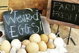 Secara fisik, penetas telur ayam adalah. Penyebab Kehadiran Telur Luar Biasa Dalam Ayam