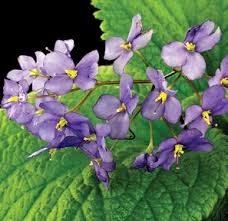 Image result for Streptocarpus eylesii × michelmorei