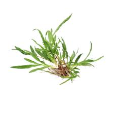 Image result for Paspalum conjugatum