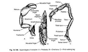 Phylum Arthropoda Diagram Get Rid Of Wiring Diagram Problem