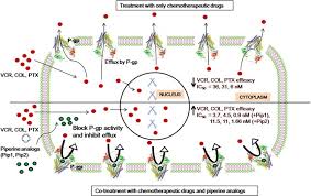 Image result for P-Glycoprotein