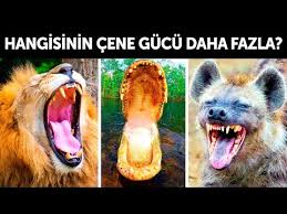 Inanilmaz Guclu Isiran En Tehlikeli 10 Hayvan Youtube