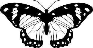 If you want to use this image on holiday posters, business flyers, birthday invitations, business coupons, greeting cards, vlog covers, youtube videos, facebook / instagram marketing etc, please contact the uploader. 12 Butterfly Pictures Black And White Free Cliparts That You Can Download To You Computer And U Butterfly Black And White Butterfly Pictures Butterfly Drawing