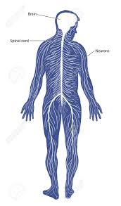 Label the three major parts of the nervous system. Schematic Diagram Of The Nervous System Comprising Of The Brain Spinal Cord And Peripheral Nerves Royalty Free Cliparts Vectors And Stock Illustration Image 81227581