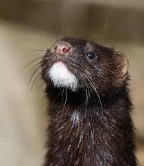 American Mink In The Uk By Mr Bennett Kent In 2020 Mink Cute Animals Nature Animals