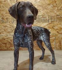 Pudelpointer is a pointing breed that came from a cross between the german hunting poodle (pudel) and the english pointer. German Shorthaired Pointer Started Dogs