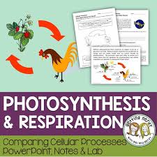 What Is The Relationship Between Photosynthesis And Respiration Students Will Compare The Process Of Cell Life Science Lessons Biology Lessons Photosynthesis