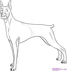 Dog Drawings How To Draw A Doberman Pincher Dog Step 5 Dog Drawing Animal Drawings Dog Drawing For Kids