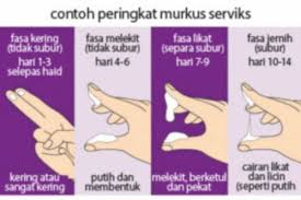 Sangat mudah untuk melakukan test bbt, hanya mengambil waktu pada pagi hari untuk mengukur suhu. Waktu Subur Wanita Cara Menghitung Waktu Subur Tanpa Perancang Theasianparent Malaysia
